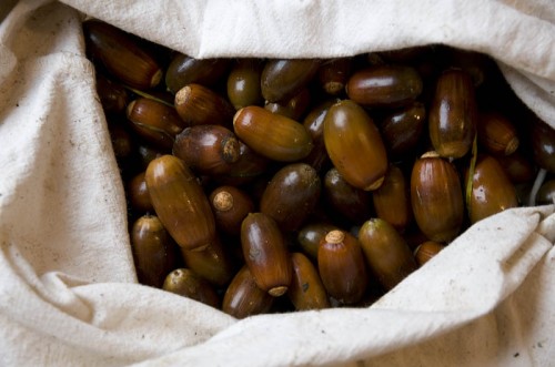 Frisch gesammelte Eicheln Frisch gesammelte Eicheln